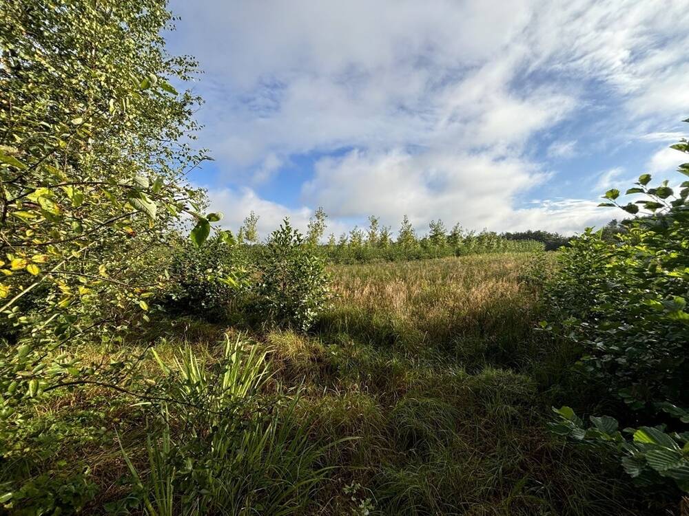 Terrain non bâtissable à vendre à Balen 2490 145000.00€  chambres m² - annonce 568235