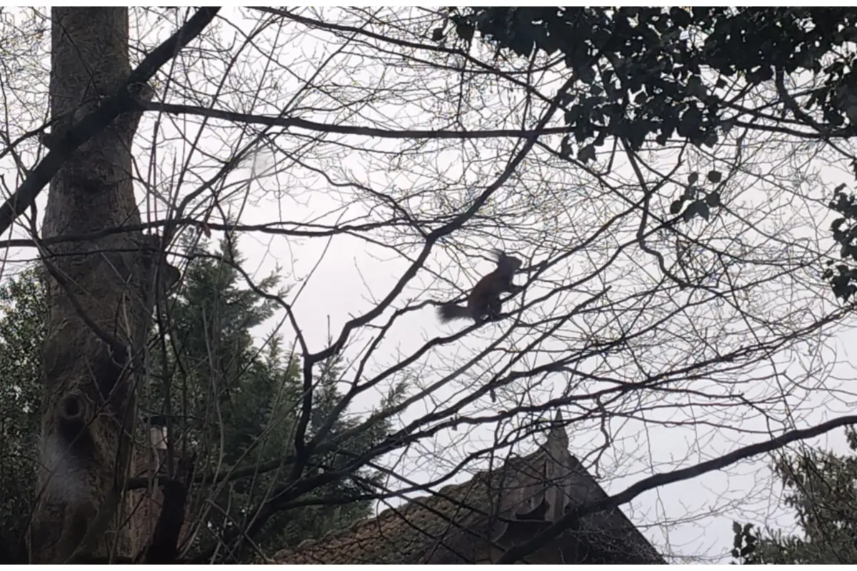 Appartement te  huur in Schaarbeek 1030 1000.00€ 1 slaapkamers 65.00m² - Zoekertje 675145