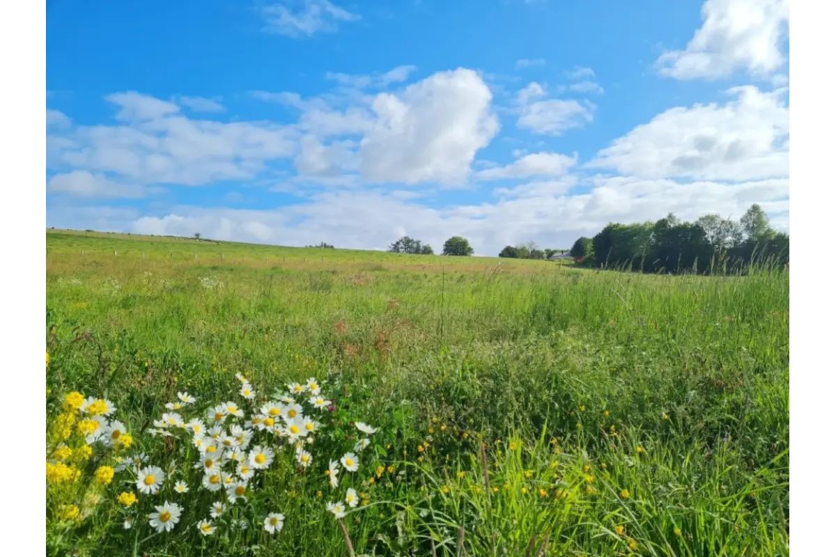 Terrain à vendre à Tenneville 6970 145000.00€  chambres m² - annonce 676314