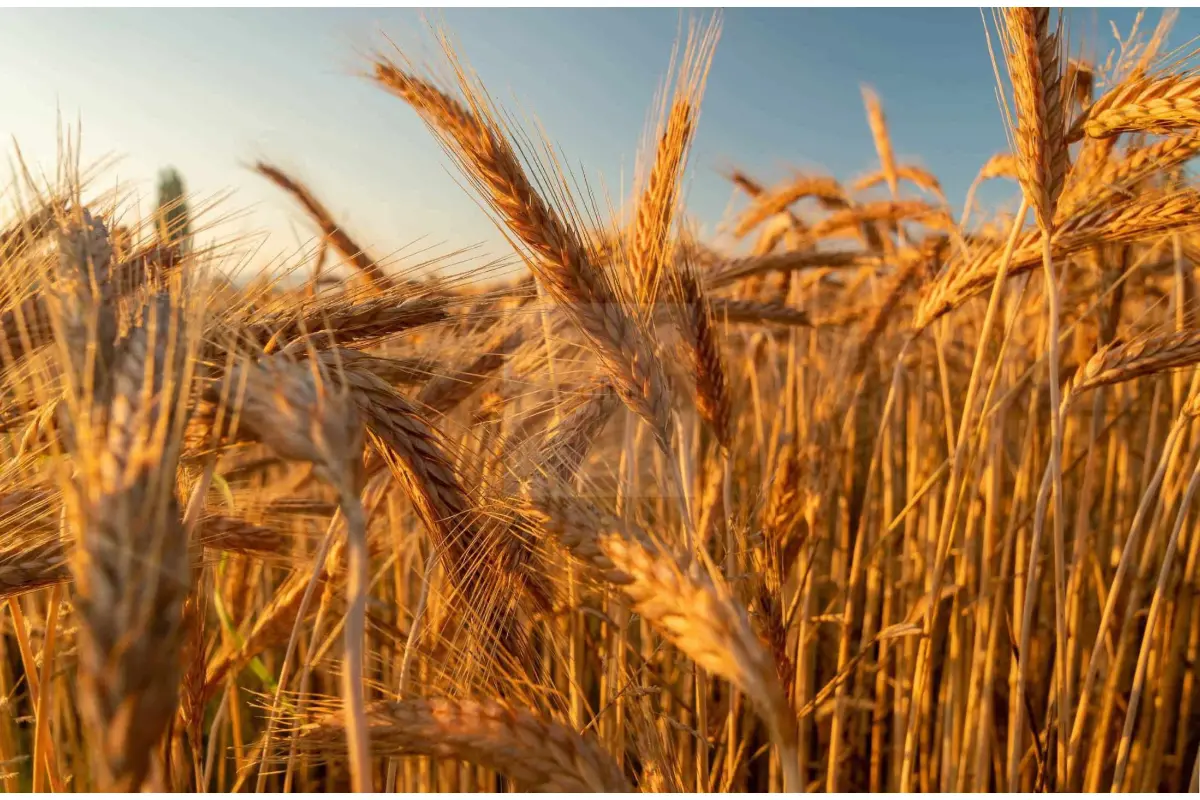 Niet bebouwbare grond te  koop in Walcourt 5650 85000.00€  slaapkamers m² - Zoekertje 677053