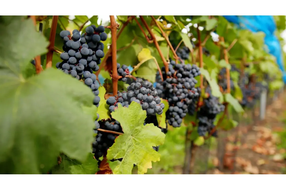 Handelszaak te  koop in Glain 4000 700000.00€  slaapkamers 200.00m² - Zoekertje 679907